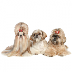 Thinking Of Getting a Lhasa Apso Dog